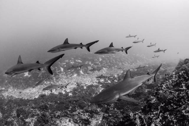 daily picdump 96 pics 10.html - 96 HD Photos | Premium Gallery 2017