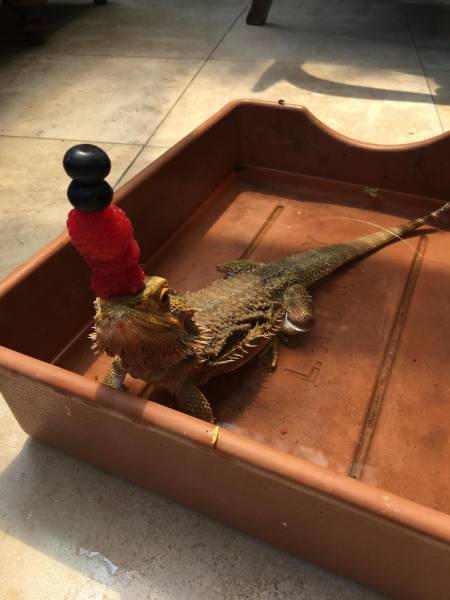 daily picdump 93 pics 23.html - 93 HD Photos | Premium Gallery 2017