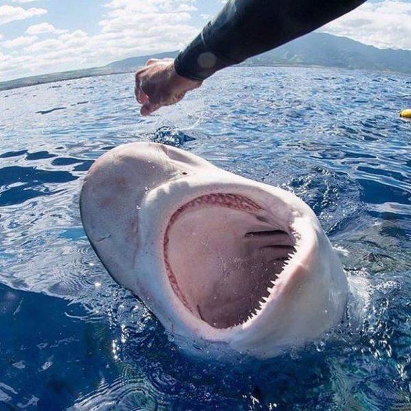 daily picdump 97 pics 2.html - 97 HD Photos | Premium Gallery 2017