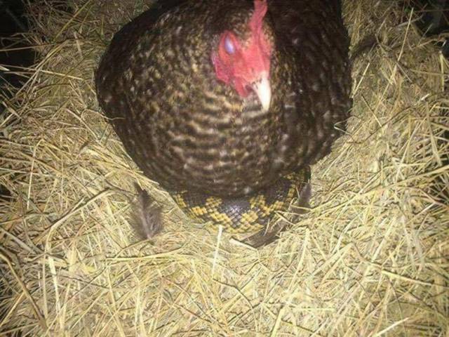 daily picdump 97 pics 2.html - 97 HD Photos | Premium Gallery 2017