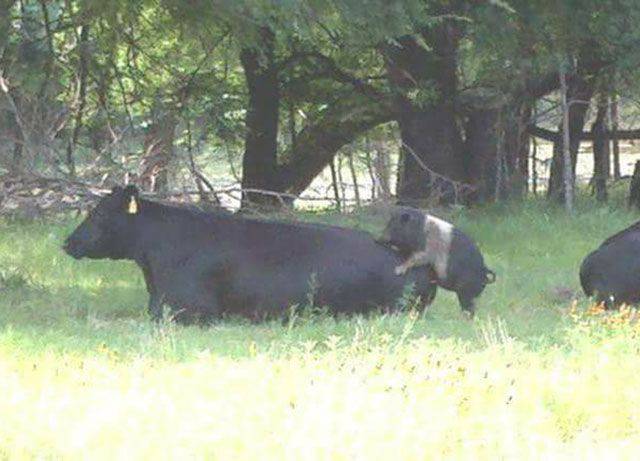 daily picdump 97 pics 6.html - 97 HD Photos | Premium Gallery 2017