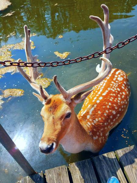 daily picdump 97 pics 6.html - 97 HD Photos | Premium Gallery 2017