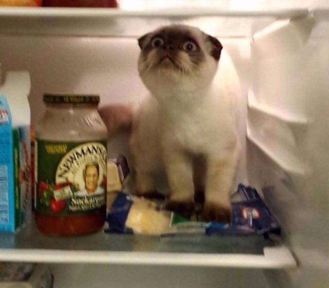 daily picdump 99 pics 3.html - 99 HD Photos | Premium Gallery 2017