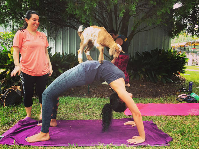 daily picdump weekend edition 53 pics 17.html - 53 HD Photos | Premium Gallery 2017