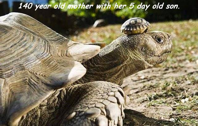 daily picdump 95 pics 11.html - 95 HD Photos | Premium Gallery 2017