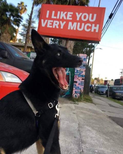 Daily Picdump