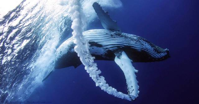 daily picdump 89 pics 25.html - 89 HD Photos | Premium Gallery 2017