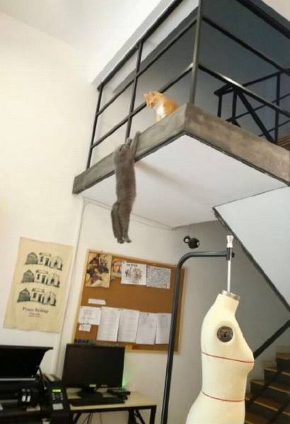 Daily Picdump [WEEKEND EDITION]