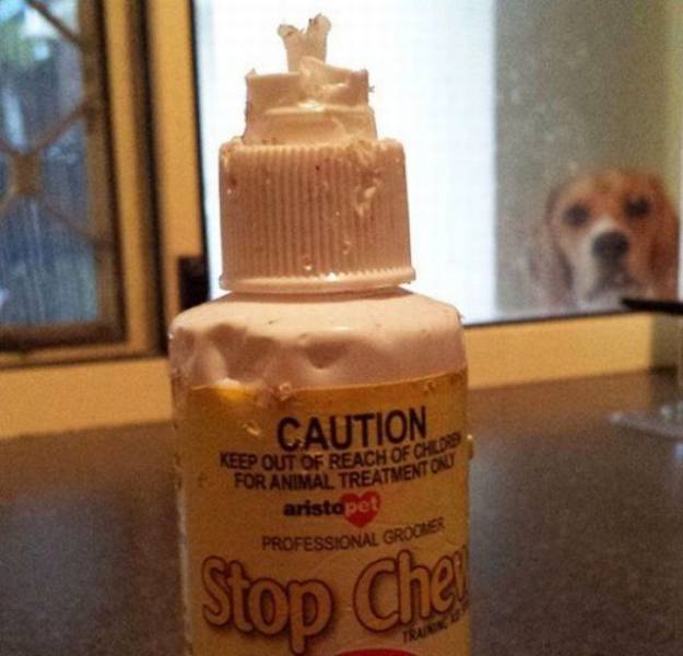 Daily Picdump [WEEKEND EDITION]