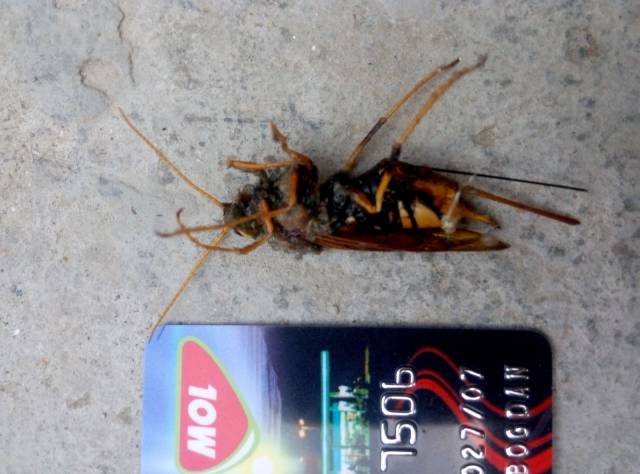 Daily Picdump [WEEKEND EDITION]