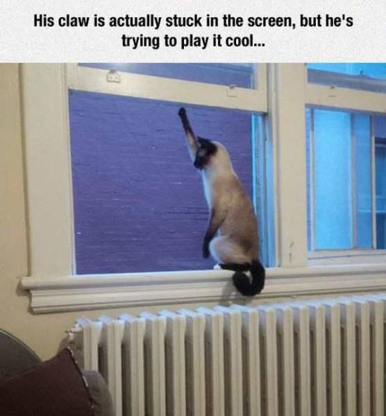 daily picdump 102 pics 27.html - 102 HD Photos | Premium Gallery 2017