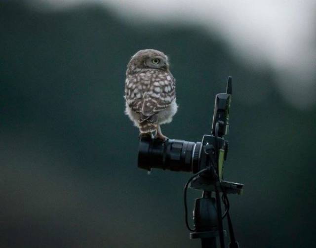 daily picdump 102 pics 27.html - 102 HD Photos | Premium Gallery 2017