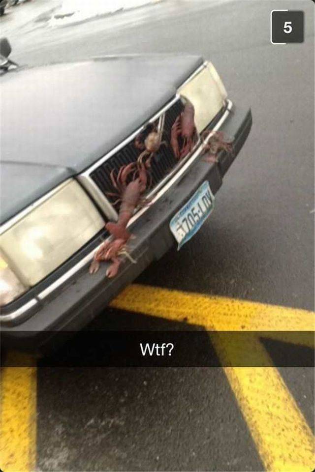 daily picdump 102 pics 27.html - 102 HD Photos | Premium Gallery 2017