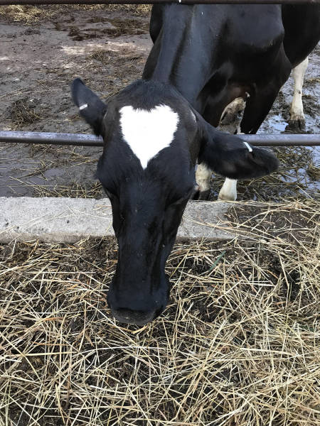 morning picdump 52 pics 21.html - 52 HD Photos | Premium Gallery 2017