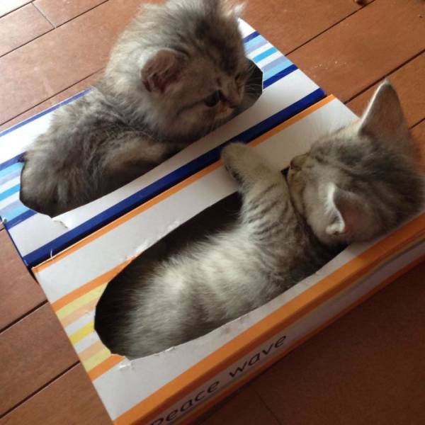 If It Fits, I Sits
