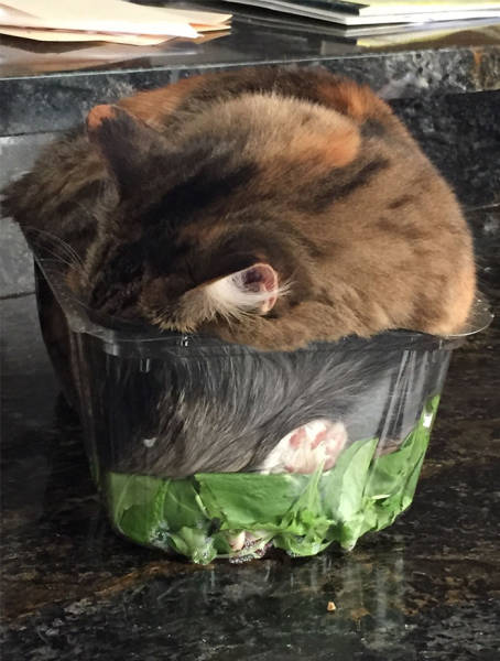 If It Fits, I Sits