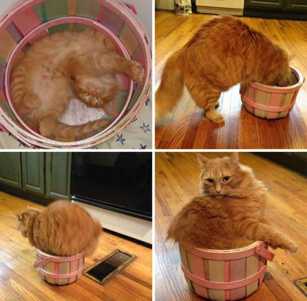 If It Fits, I Sits