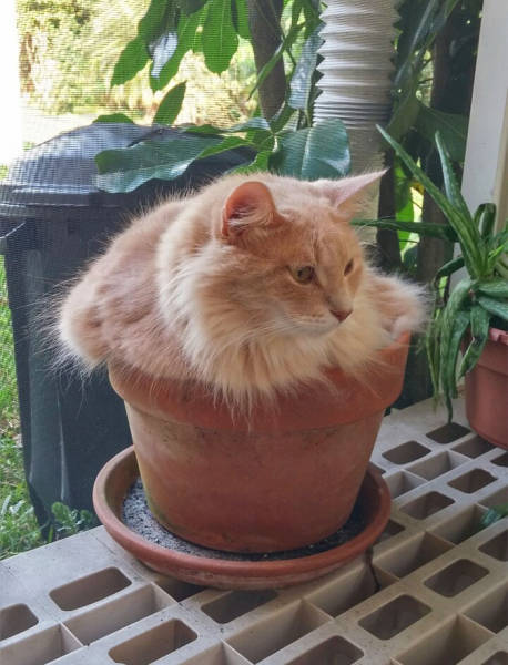 If It Fits, I Sits