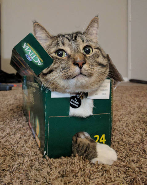 If It Fits, I Sits