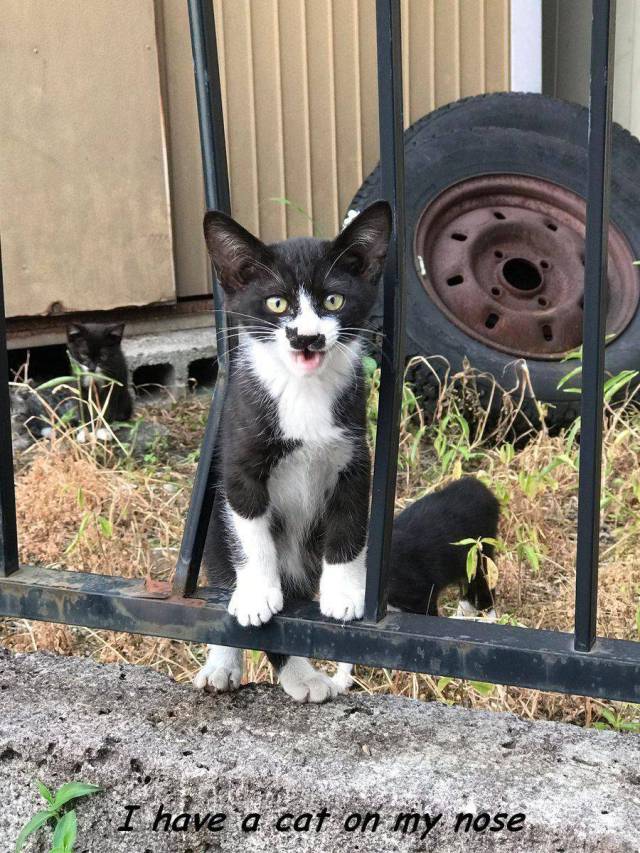 daily picdump weekend edition 55 pics 28.html - 55 HD Photos | Premium Gallery 2017