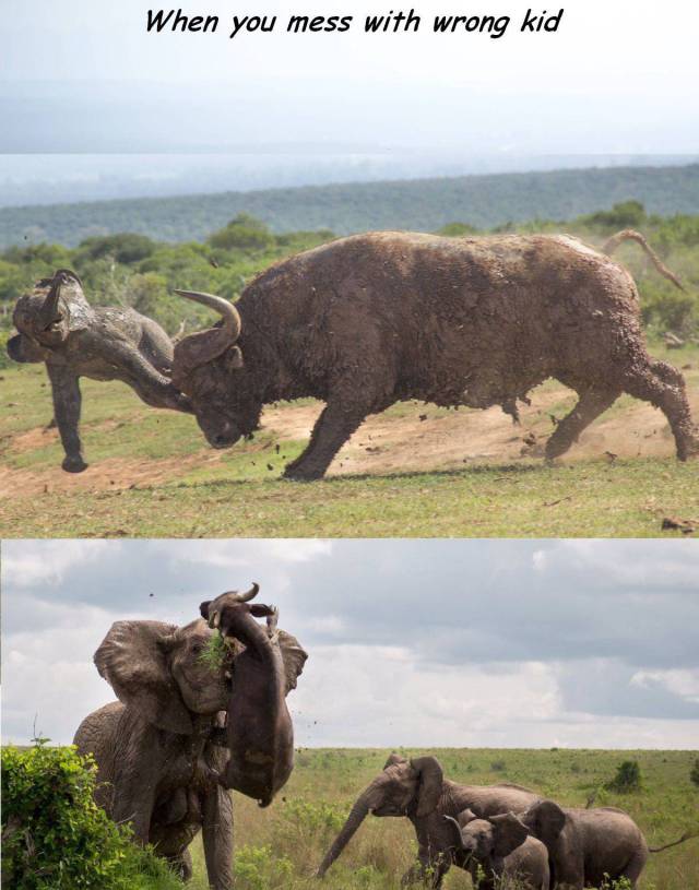 daily picdump weekend edition 55 pics 28.html - 55 HD Photos | Premium Gallery 2017