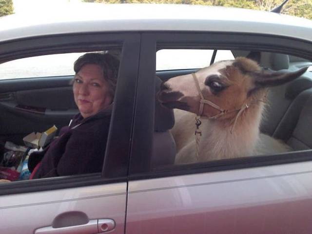 daily picdump 96 pics 42.html - 96 HD Photos | Premium Gallery 2017