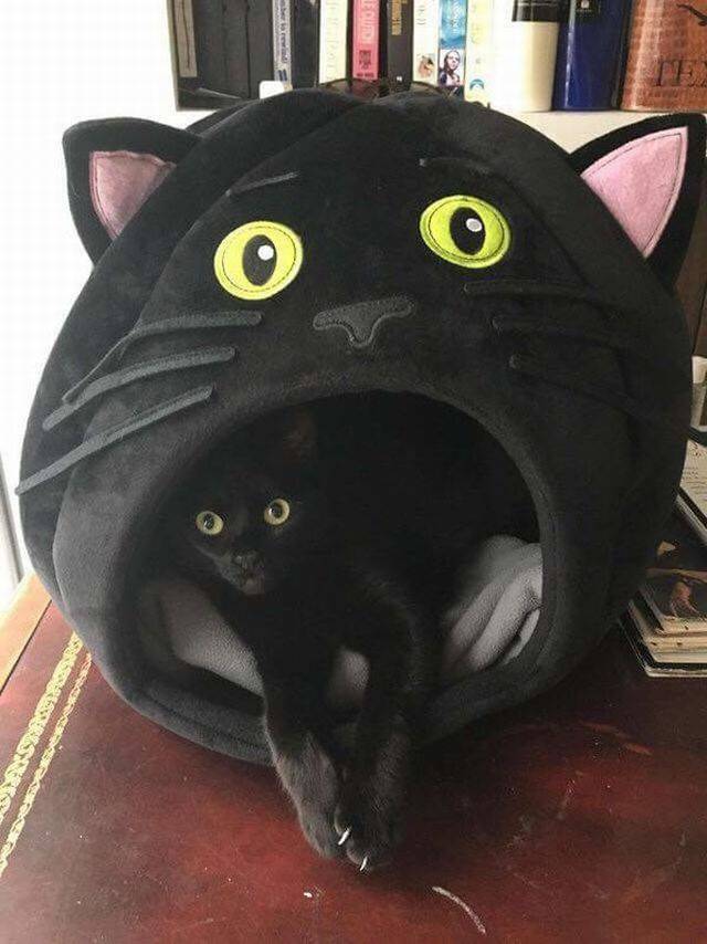 daily picdump 95 pics 5.html - 95 HD Photos | Premium Gallery 2017