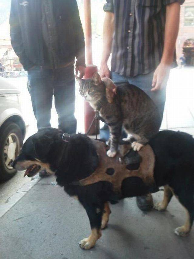 daily picdump 95 pics 5.html - 95 HD Photos | Premium Gallery 2017