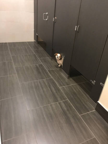 daily picdump weekend edition 54 pics 19.html - 54 HD Photos | Premium Gallery 2017