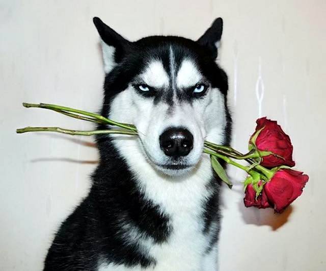 daily picdump 105 pics 14.html - 105 HD Photos | Premium Gallery 2017