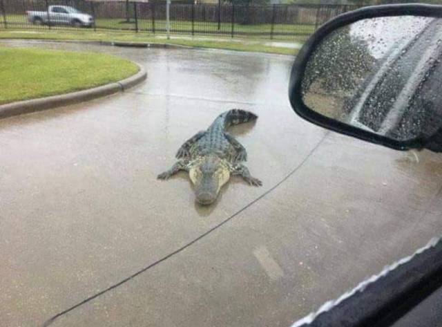 daily picdump 95 pics 42.html - 95 HD Photos | Premium Gallery 2017