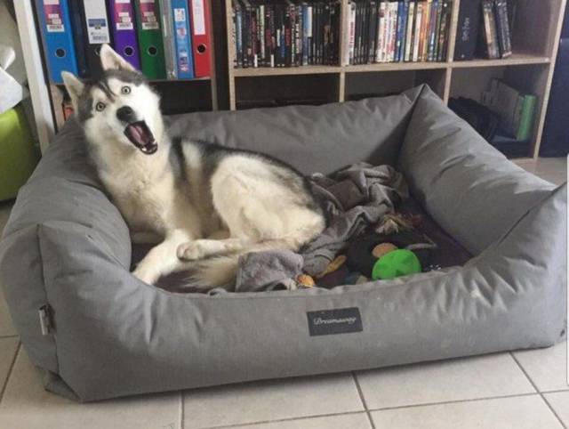 daily picdump 95 pics 42.html - 95 HD Photos | Premium Gallery 2017