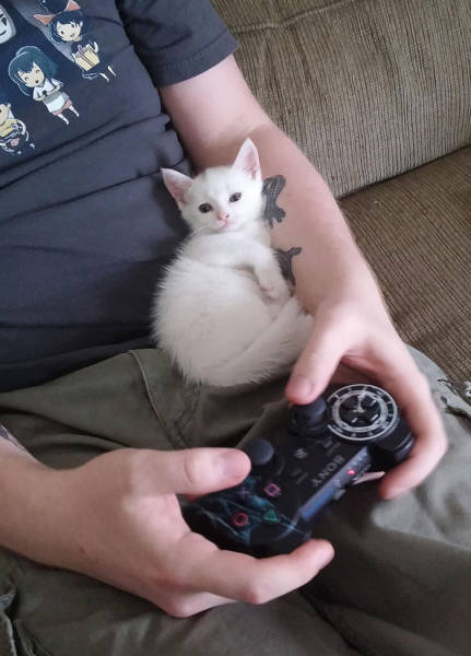 No One Can Hate Cats Forever!