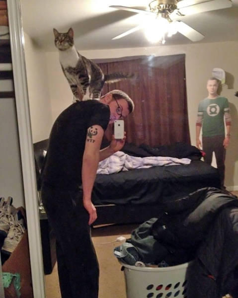 No One Can Hate Cats Forever!