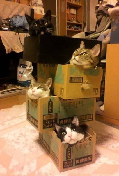 daily picdump weekend edition 50 pics 18.html - 50 HD Photos | Premium Gallery 2017