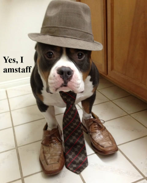 funny picdump 53 pics 21.html - 53 HD Photos | Premium Gallery 2017