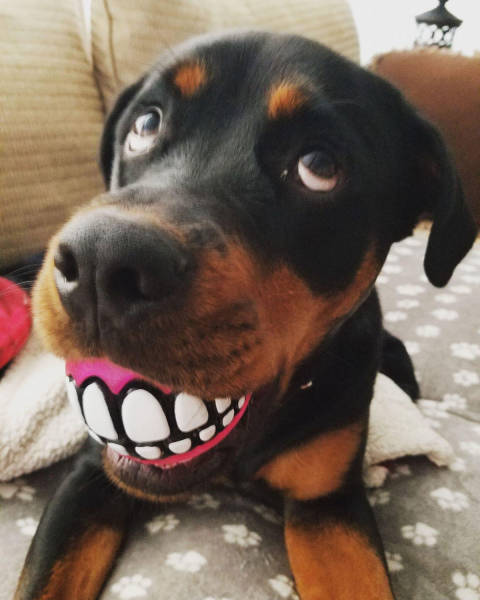 daily picdump weekend edition 57 pics 3.html - 57 HD Photos | Premium Gallery 2017