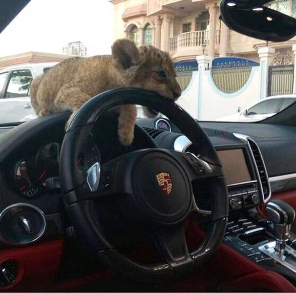 daily picdump 99 pics 38.html - 99 HD Photos | Premium Gallery 2017