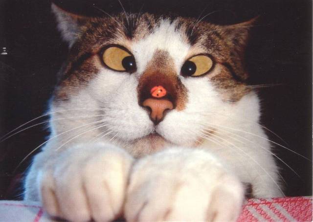 daily picdump 99 pics 38.html - 99 HD Photos | Premium Gallery 2017