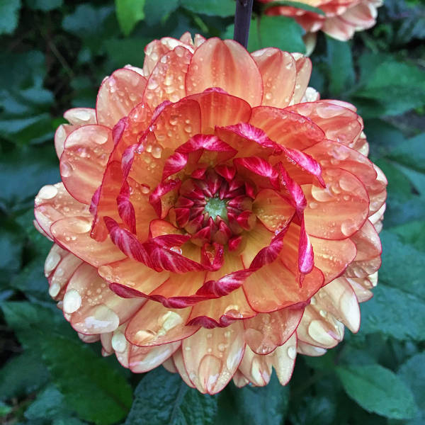 morning picdump 50 pics 21.html - 50 HD Photos | Premium Gallery 2017