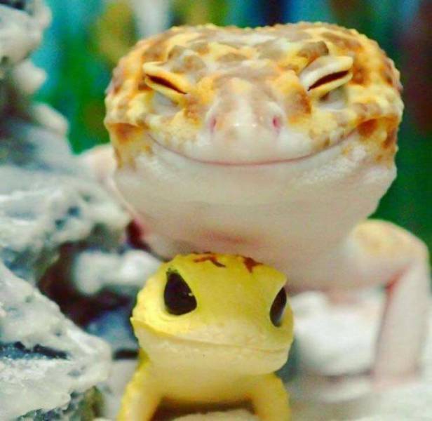 daily picdump weekend edition 64 pics 2.html - 64 HD Photos | Premium Gallery 2017