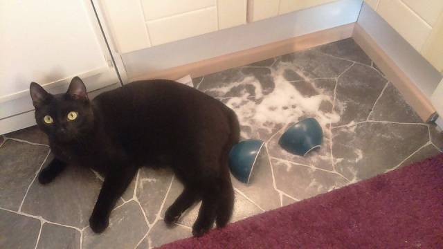 daily picdump weekend edition 64 pics 2.html - 64 HD Photos | Premium Gallery 2017