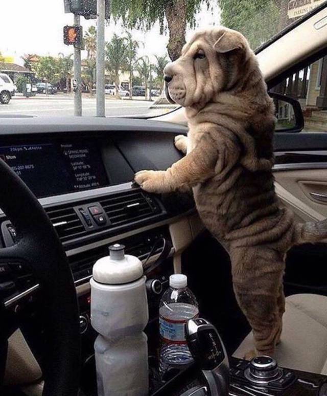 daily picdump 92 pics 33.html - 92 HD Photos | Premium Gallery 2017