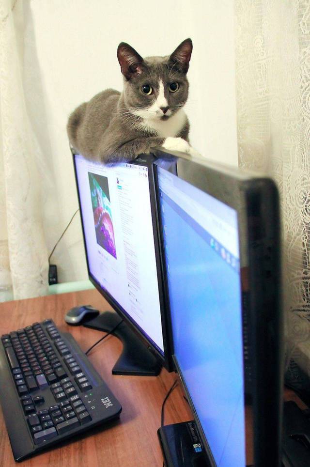 daily picdump 85 pics 36.html - 85 HD Photos | Premium Gallery 2017