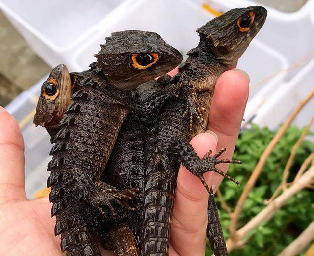 daily picdump 87 pics 41.html - 87 HD Photos | Premium Gallery 2017