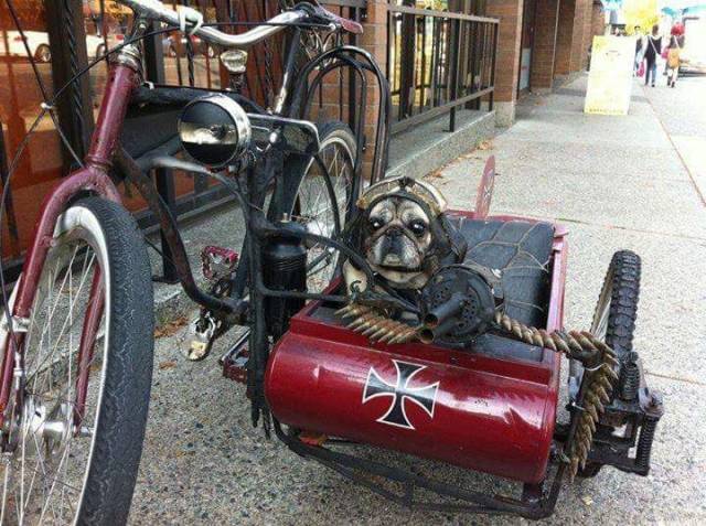 daily picdump 88 pics 3.html - 88 HD Photos | Premium Gallery 2017