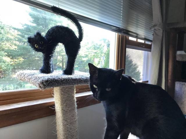 daily picdump weekend edition 68 pics 28.html - 68 HD Photos | Premium Gallery 2017