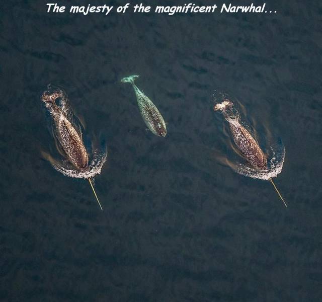 daily picdump 88 pics 3.html - 88 HD Photos | Premium Gallery 2017