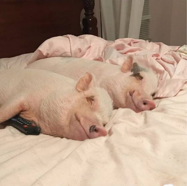 daily picdump 93 pics 34.html - 93 HD Photos | Premium Gallery 2017