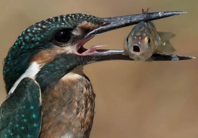 daily picdump 93 pics 34.html - 93 HD Photos | Premium Gallery 2017